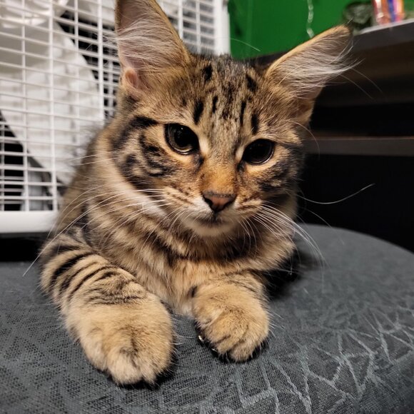 Meet your Posher, Clara - Picture 5 of 6